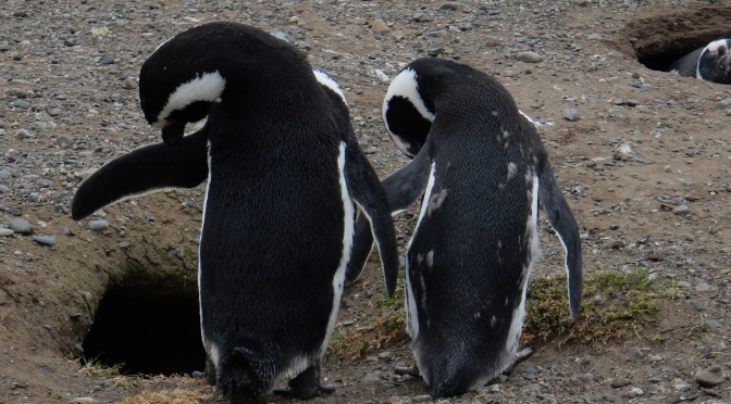 Penguins of Isla Magdalena